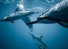 开云在线：开启智慧生活的新篇章